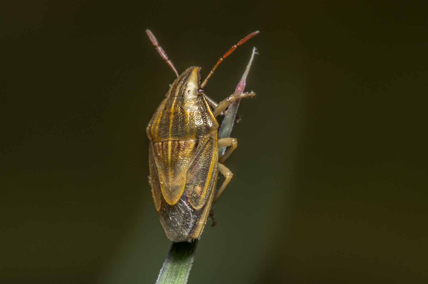 2020-05-07 - NSG Hürfeldhalde Dorsten