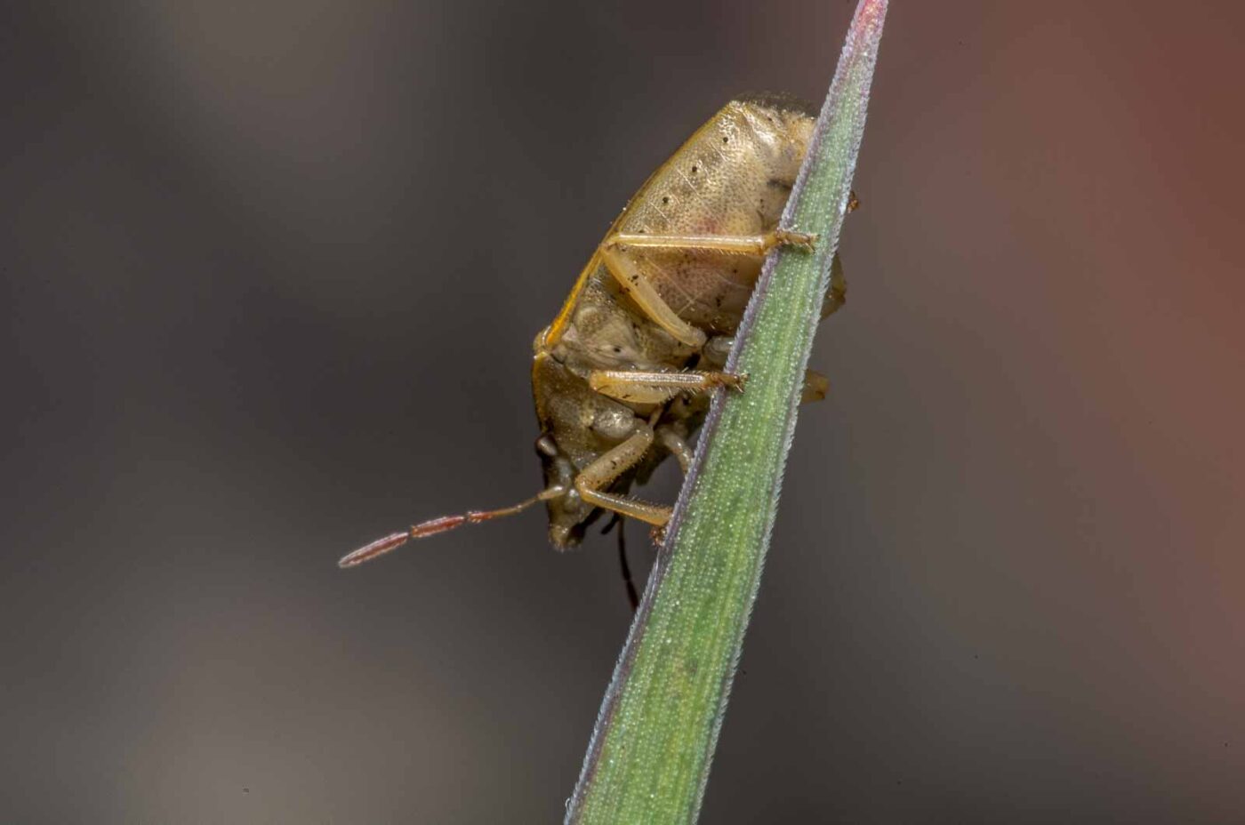 2020-05-07 - NSG Hürfeldhalde Dorsten