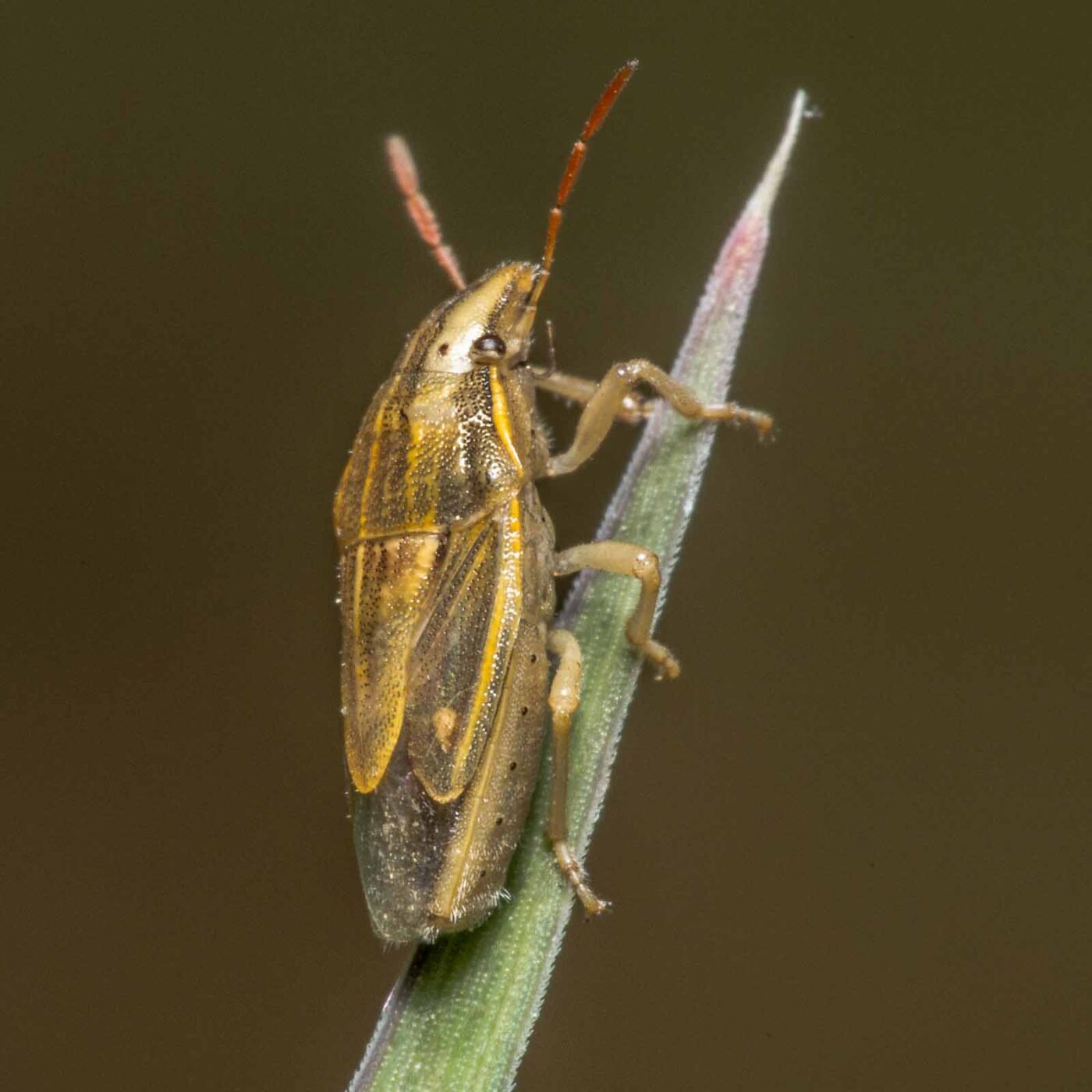 2020-05-07 - NSG Hürfeldhalde Dorsten