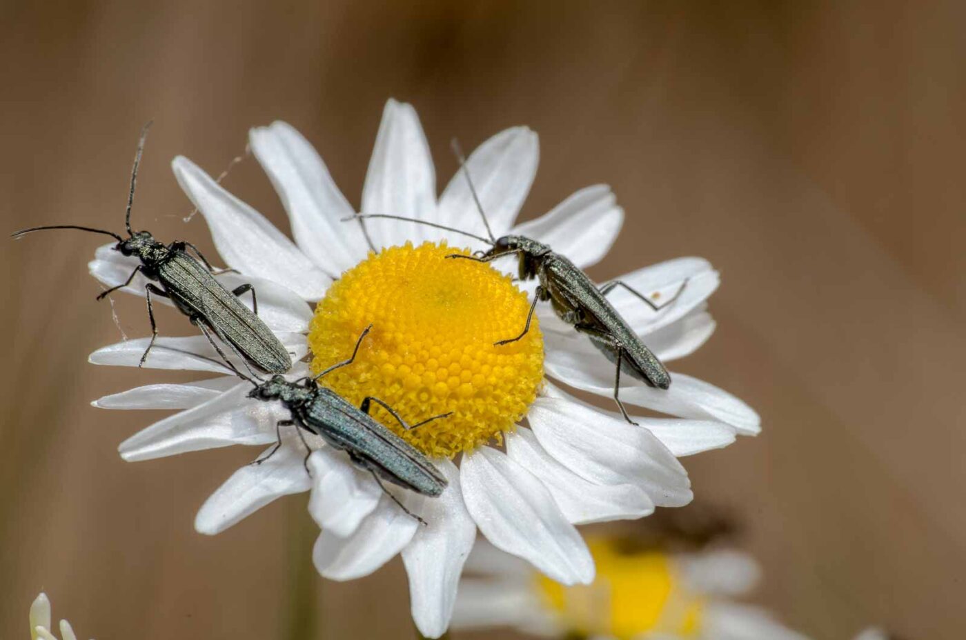 2020-05-07 - NSG Hürfeldhalde Dorsten