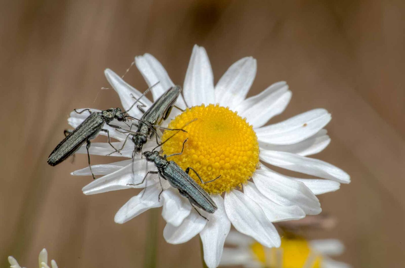 2020-05-07 - NSG Hürfeldhalde Dorsten