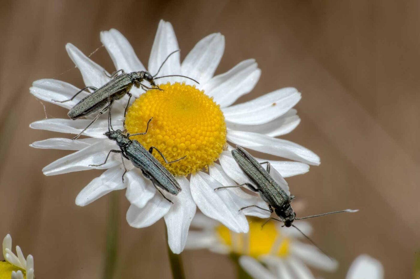 2020-05-07 - NSG Hürfeldhalde Dorsten