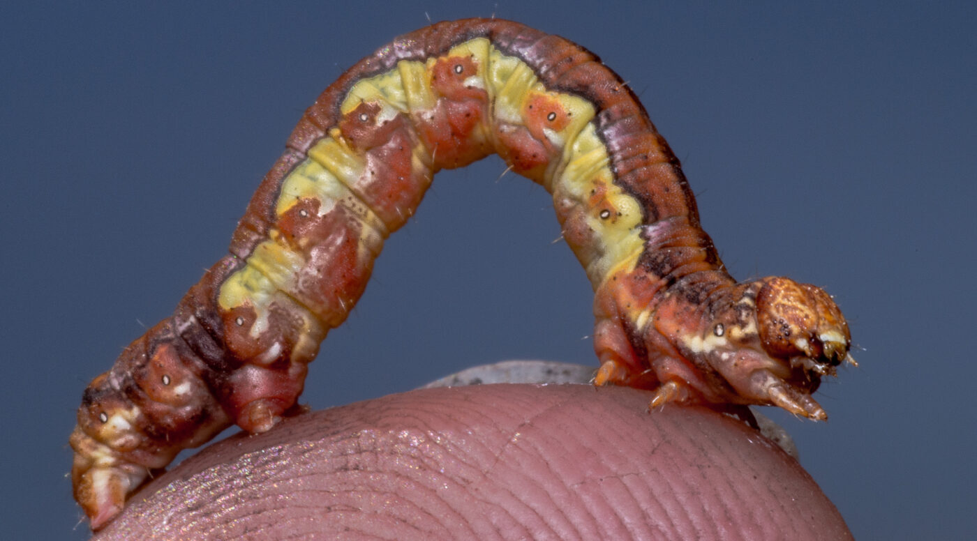 2020-05-07 - NSG Hürfeldhalde Dorsten