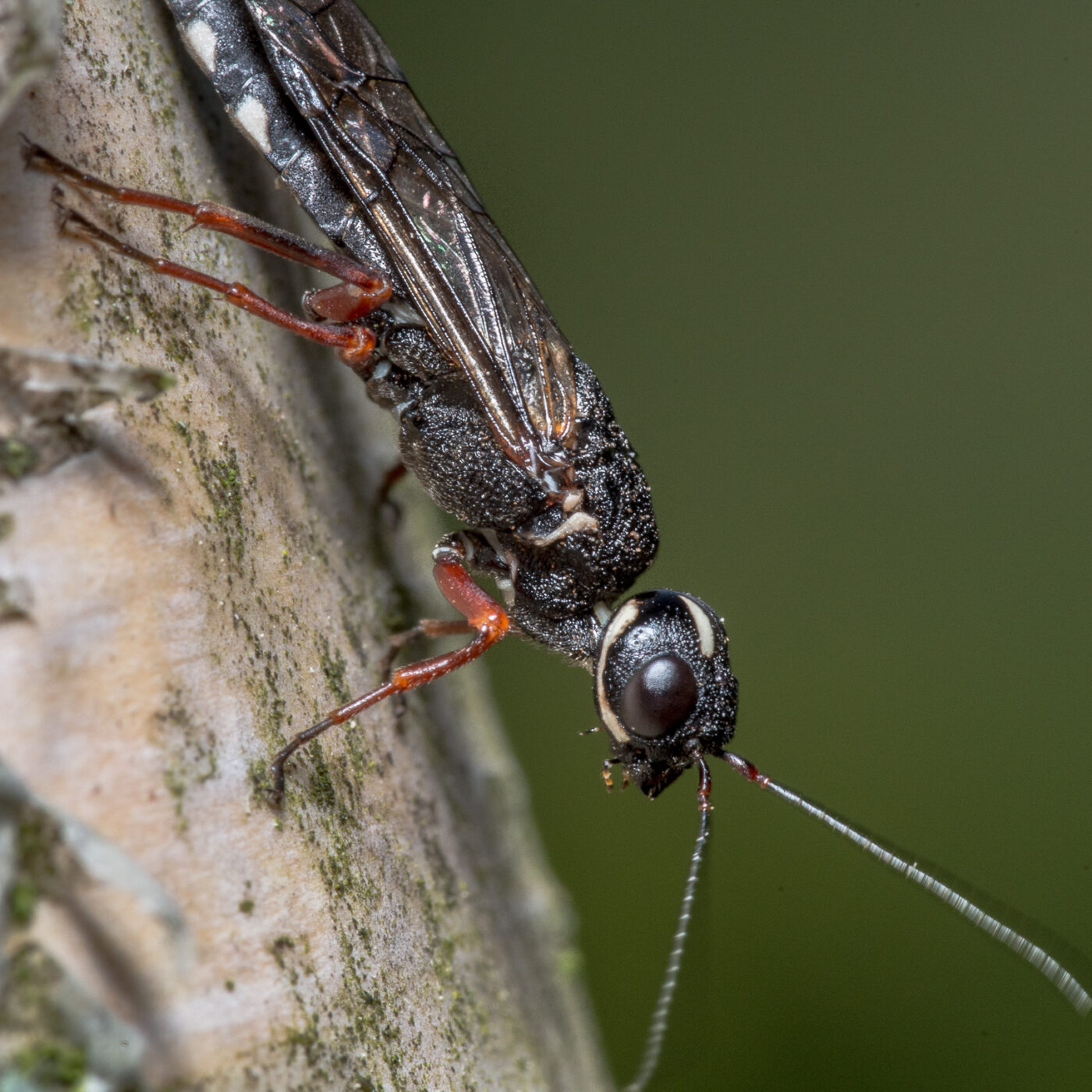 2020-05-07 - NSG Hürfeldhalde Dorsten