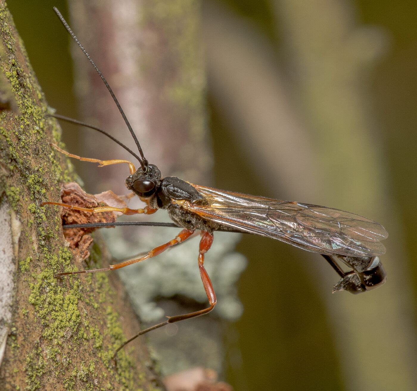 2020-05-07 - NSG Hürfeldhalde Dorsten