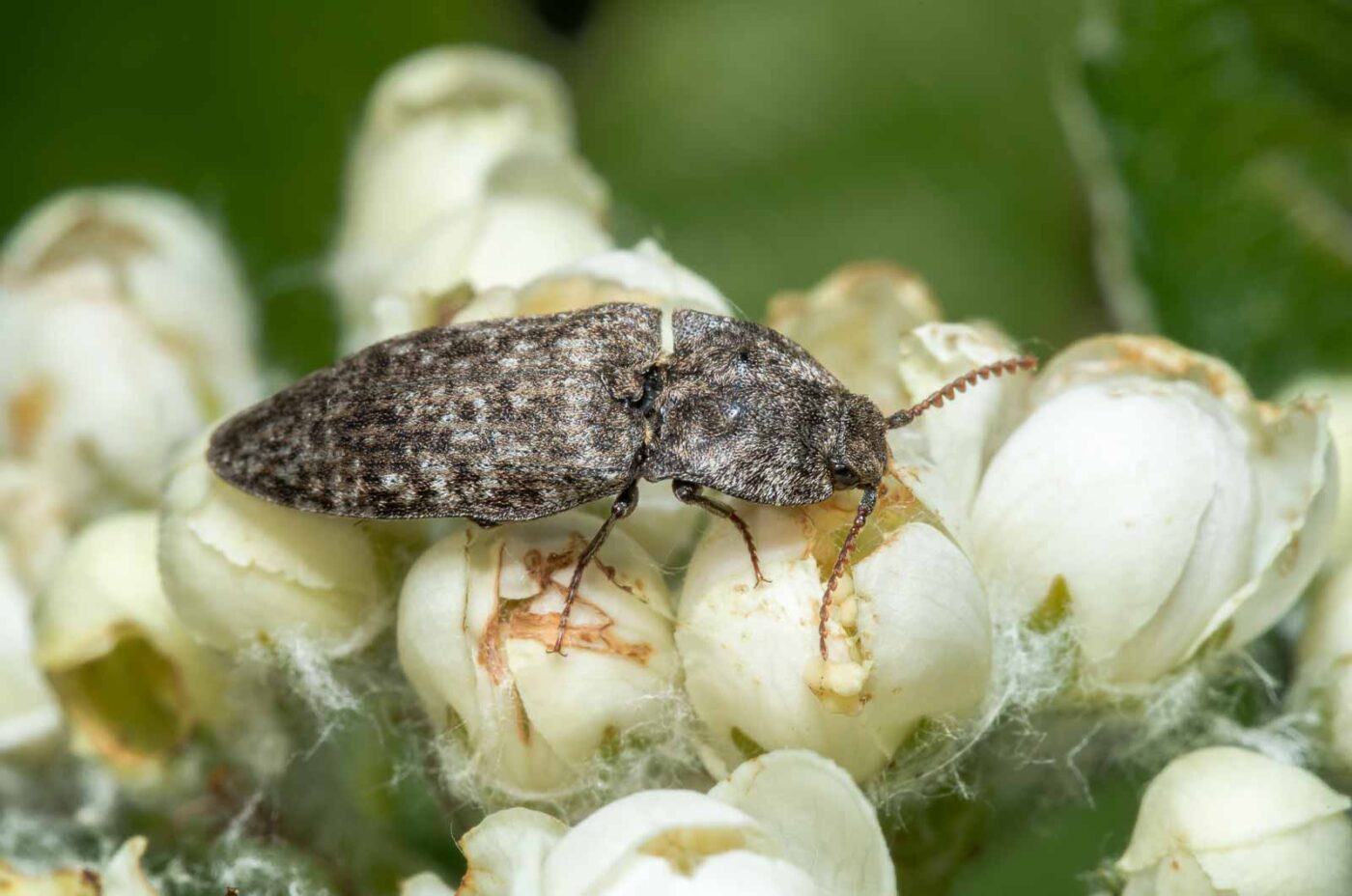 2020-05-07 - NSG Hürfeldhalde Dorsten