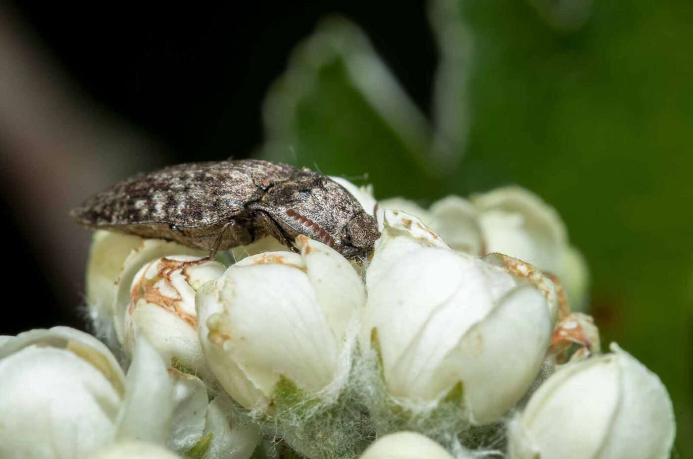 2020-05-07 - NSG Hürfeldhalde Dorsten
