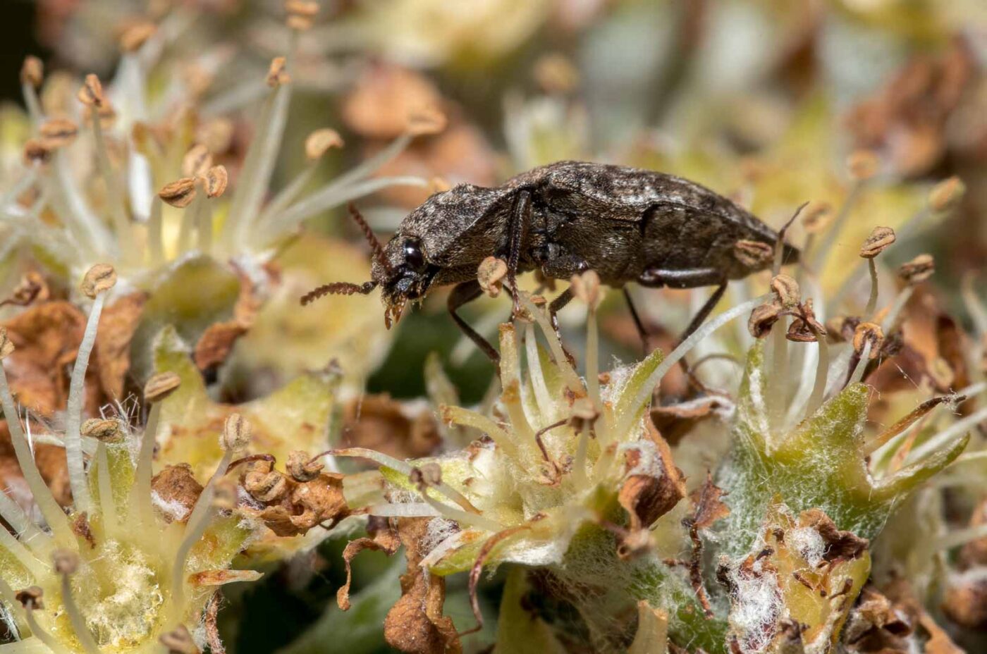 2020-05-07 - NSG Hürfeldhalde Dorsten