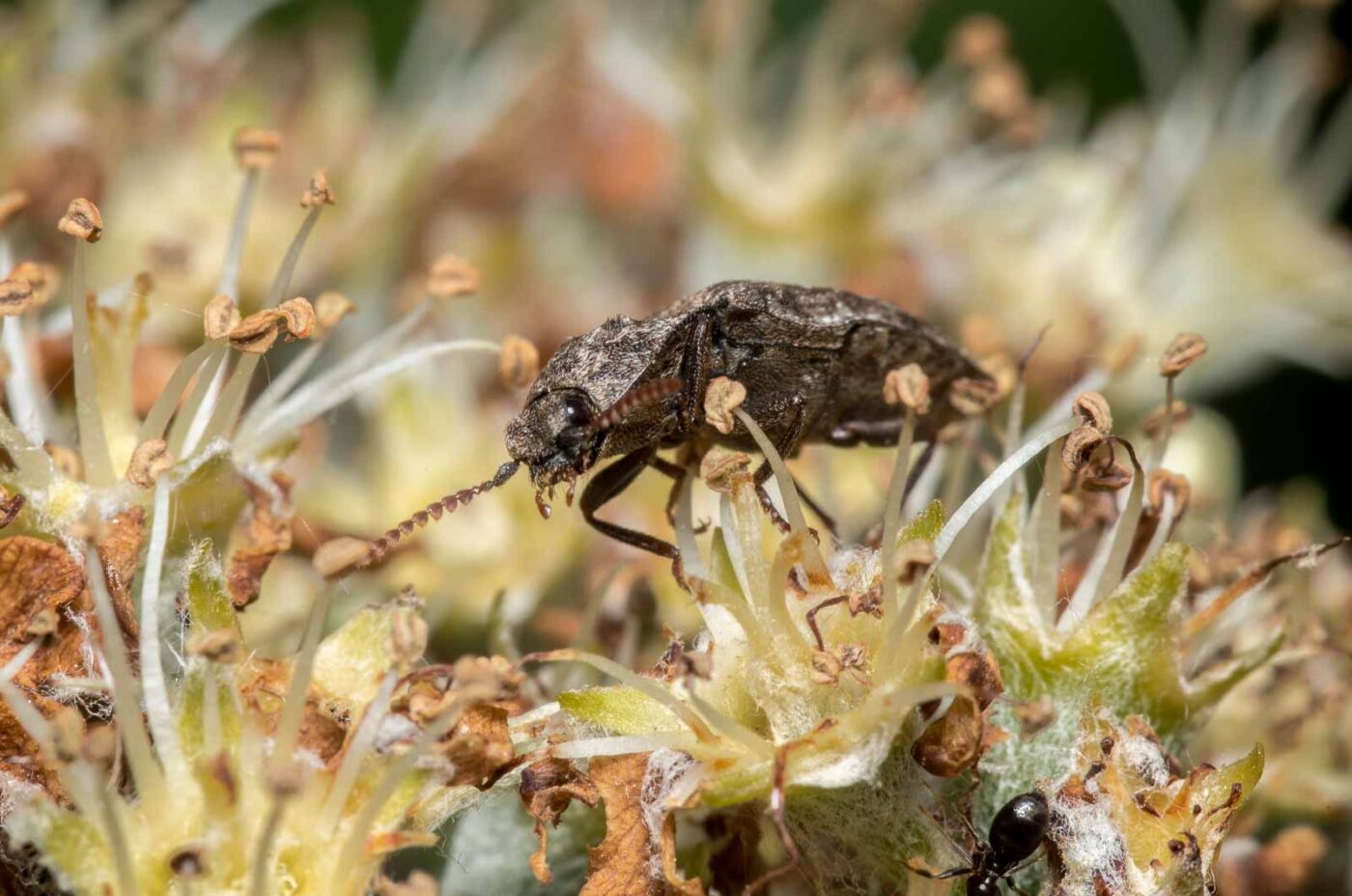 2020-05-07 - NSG Hürfeldhalde Dorsten