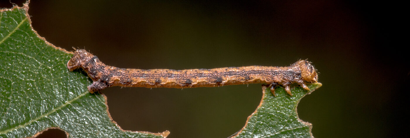 2020-05-07 - NSG Hürfeldhalde Dorsten