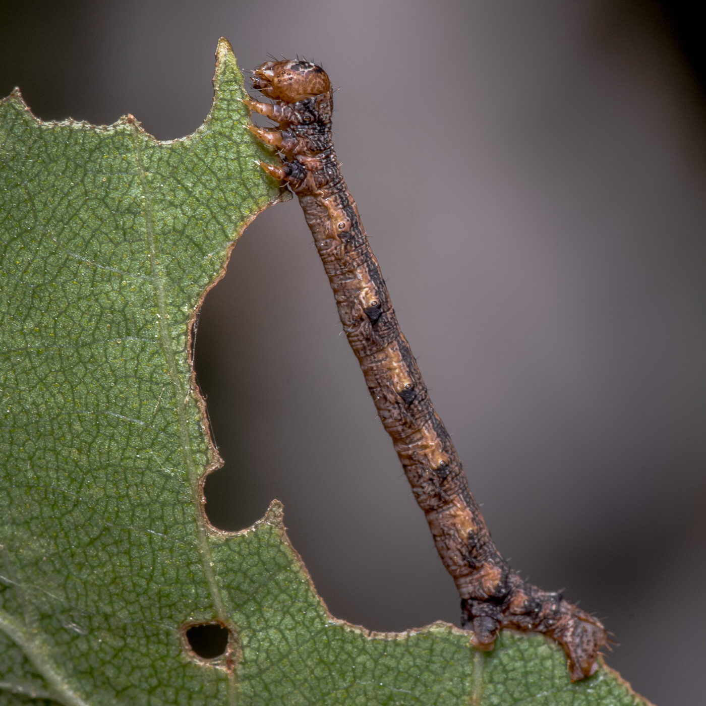 2020-05-07 - NSG Hürfeldhalde Dorsten
