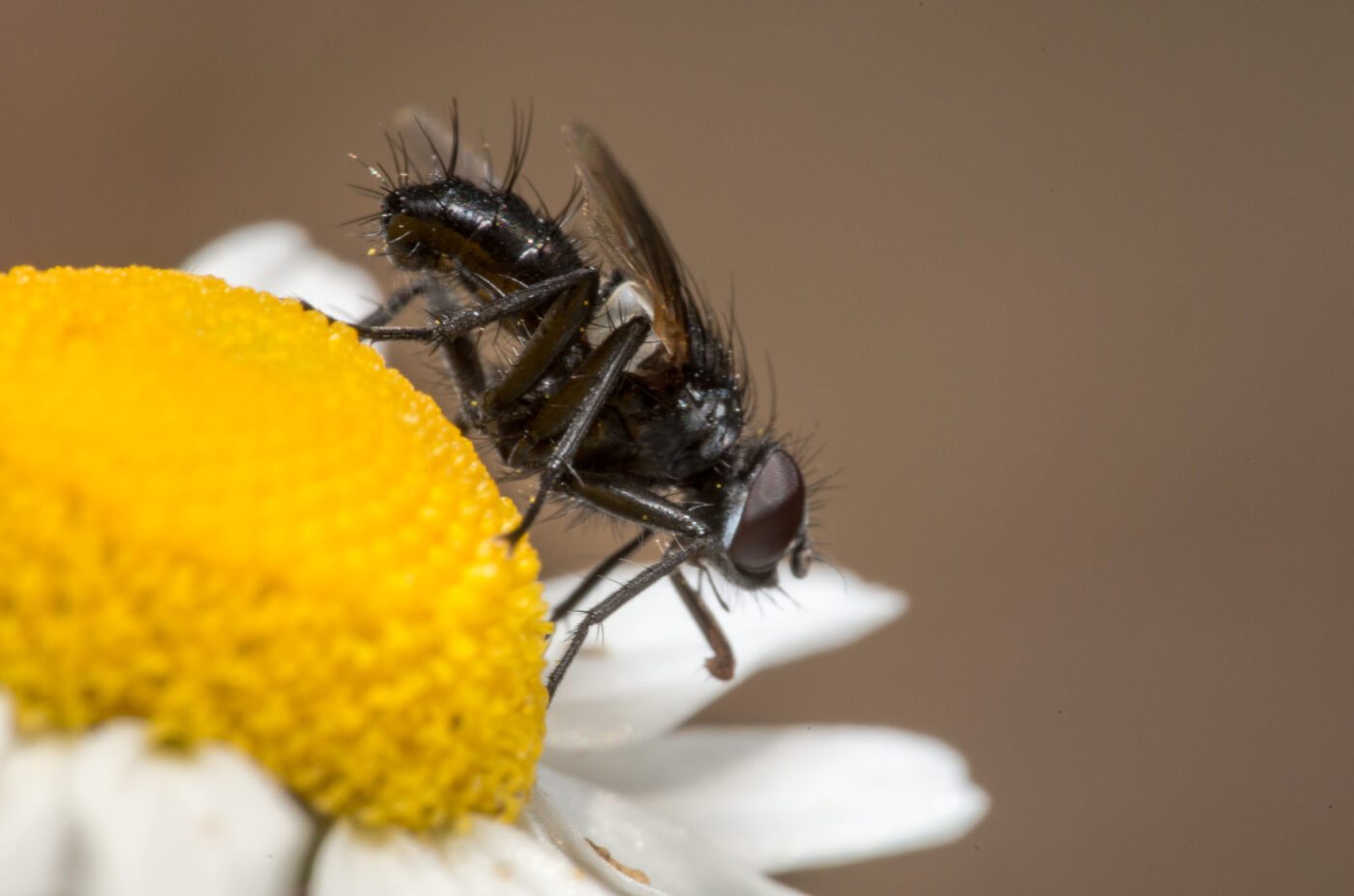 2020-05-07 - NSG Hürfeldhalde Dorsten