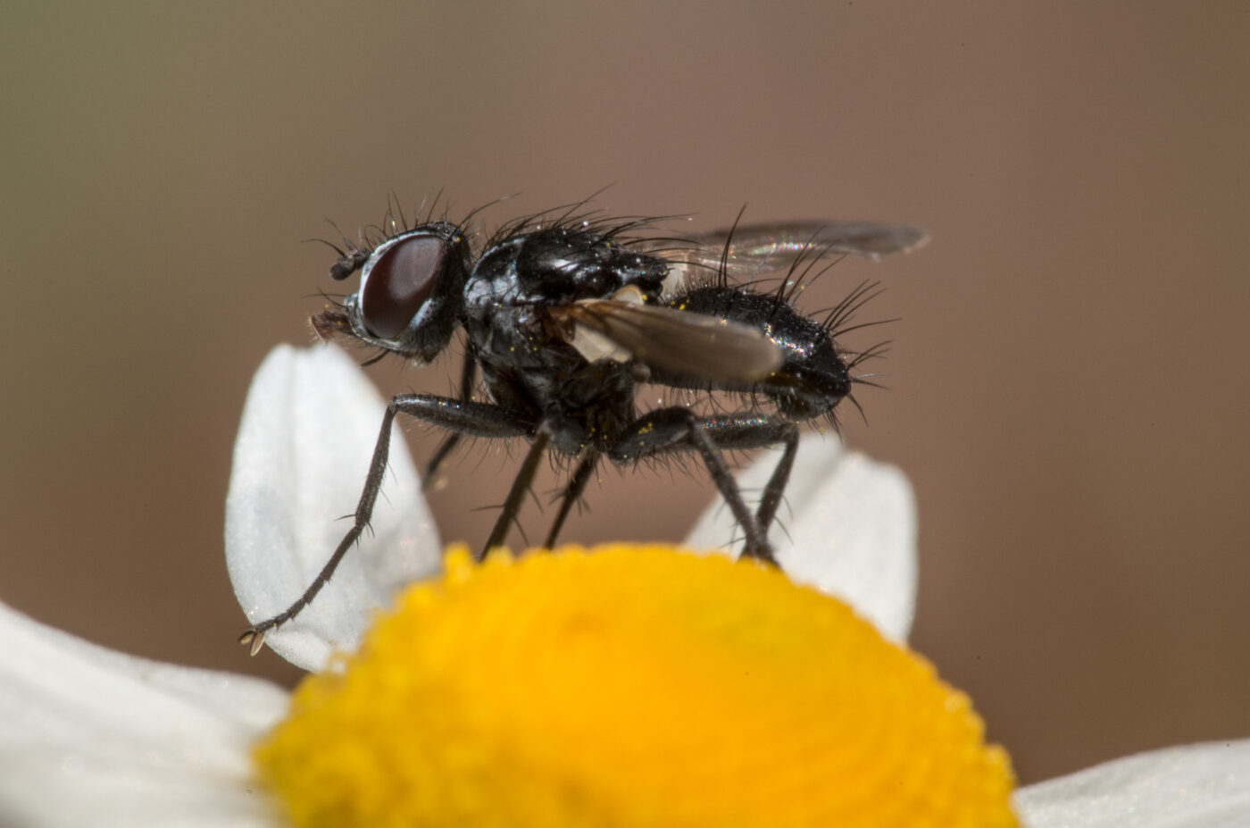 2020-05-07 - NSG Hürfeldhalde Dorsten