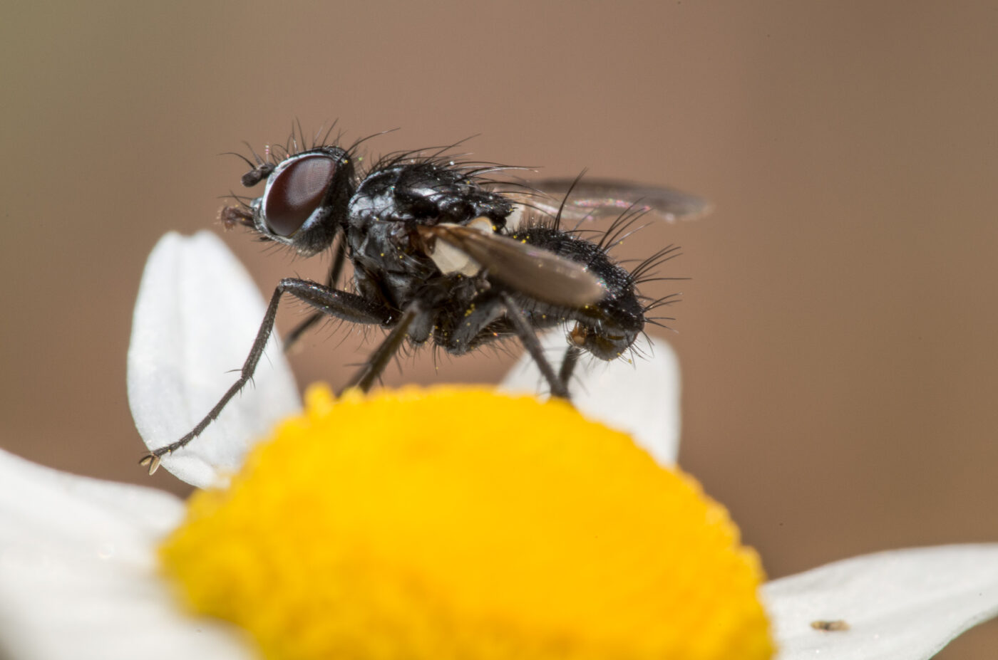 2020-05-07 - NSG Hürfeldhalde Dorsten