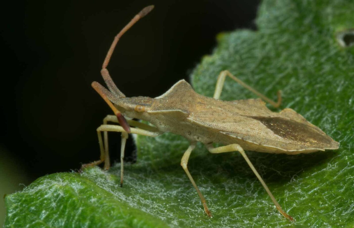 2020-05-07 - NSG Hürfeldhalde Dorsten