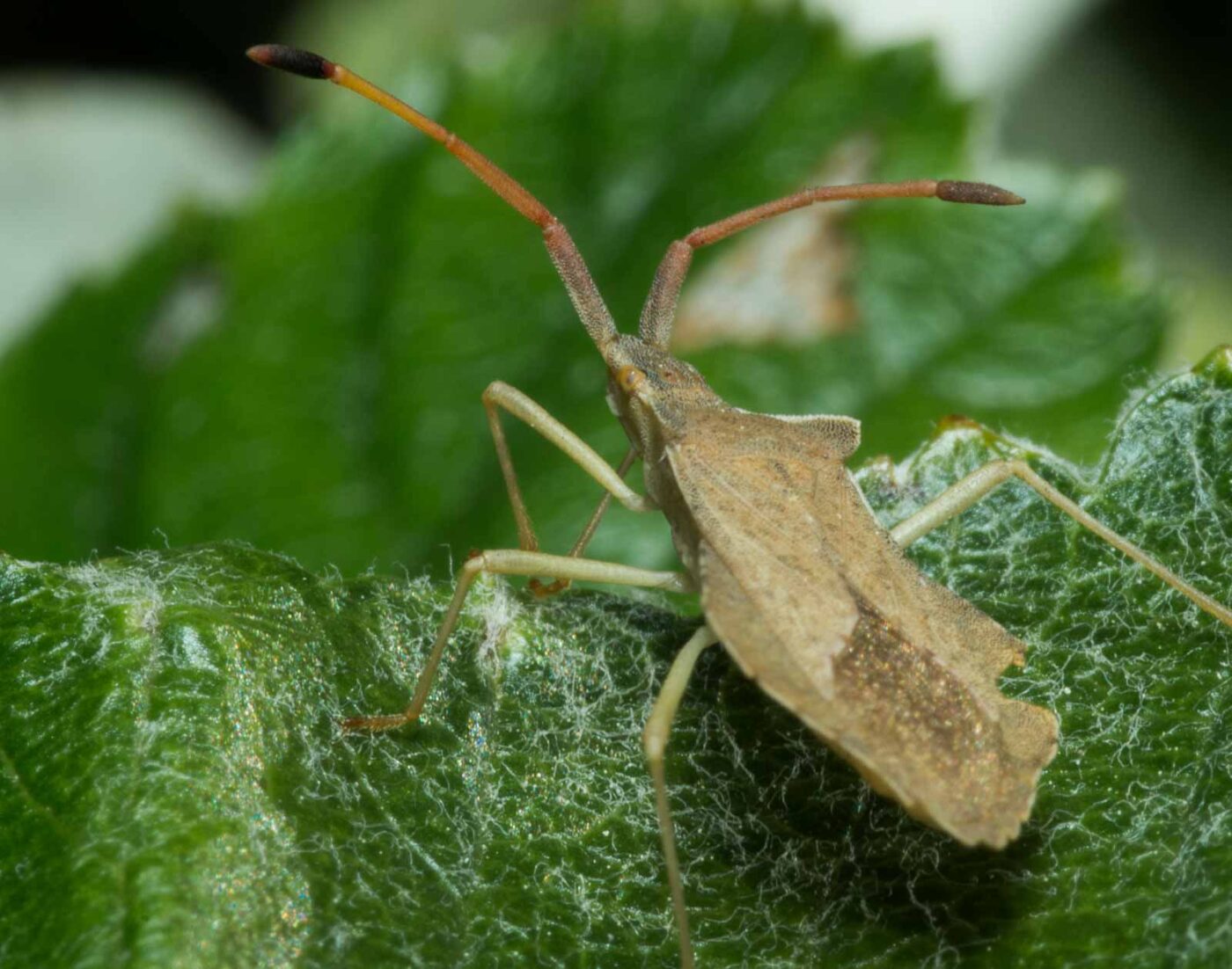2020-05-07 - NSG Hürfeldhalde Dorsten