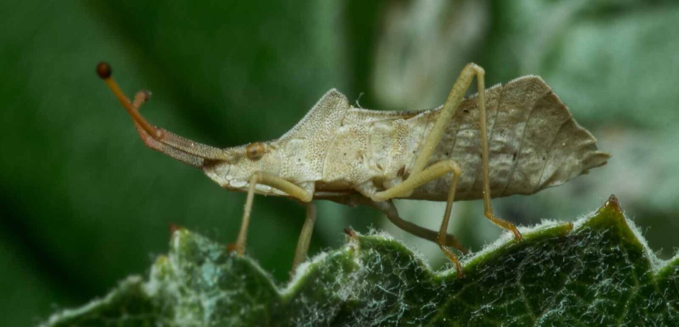 2020-05-07 - NSG Hürfeldhalde Dorsten