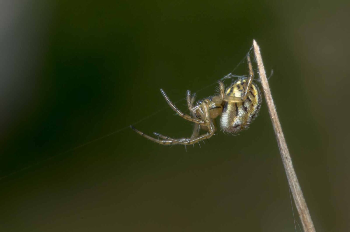 2020-05-07 - NSG Hürfeldhalde Dorsten