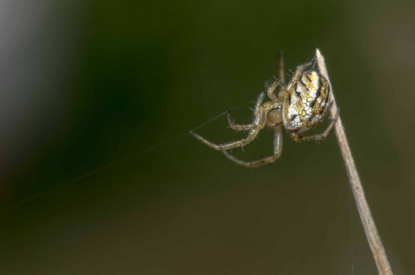 2020-05-07 - NSG Hürfeldhalde Dorsten