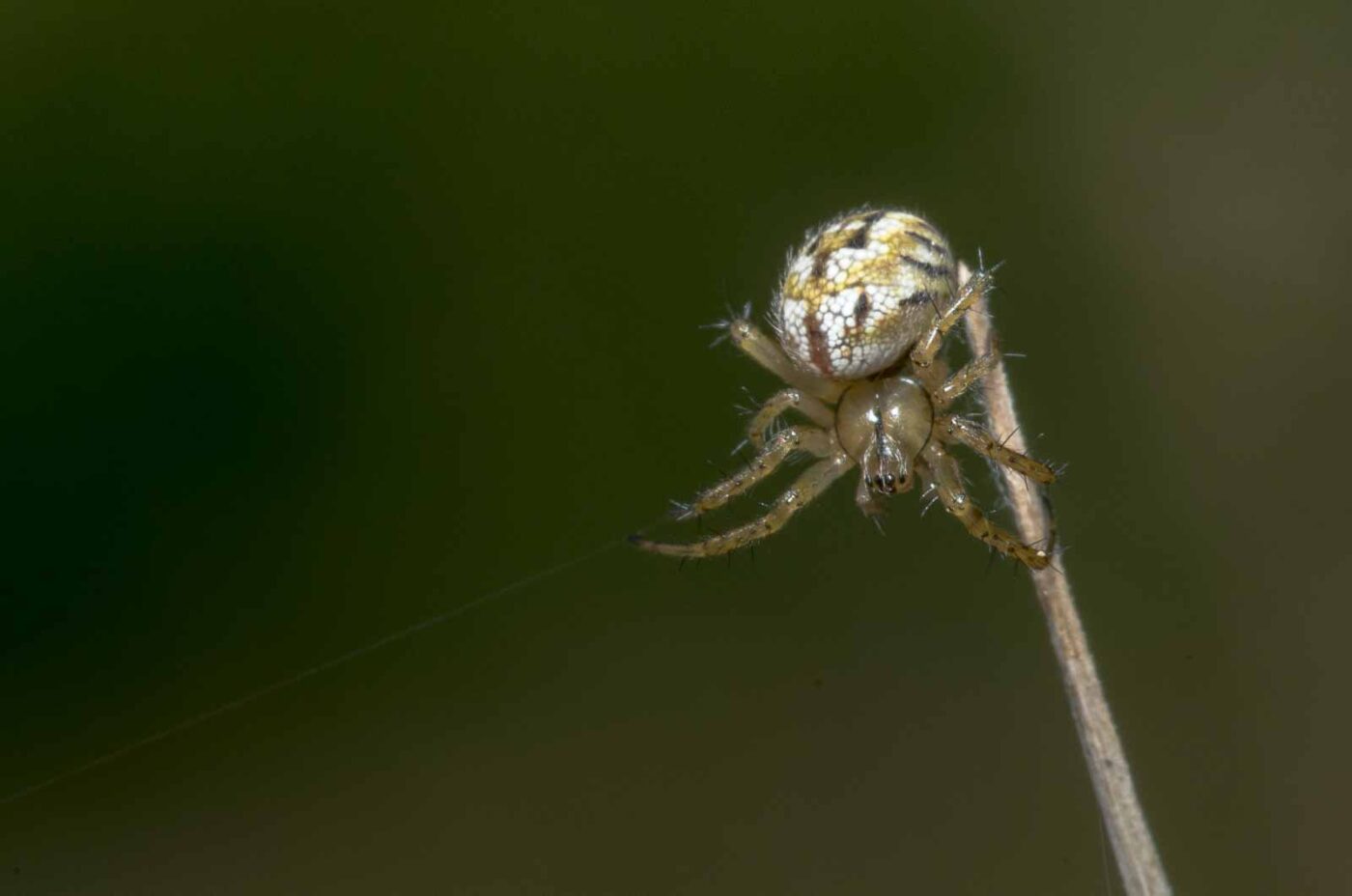 2020-05-07 - NSG Hürfeldhalde Dorsten