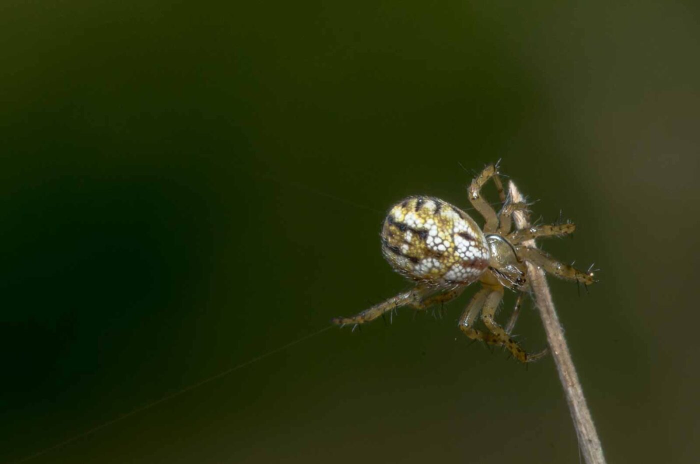 2020-05-07 - NSG Hürfeldhalde Dorsten