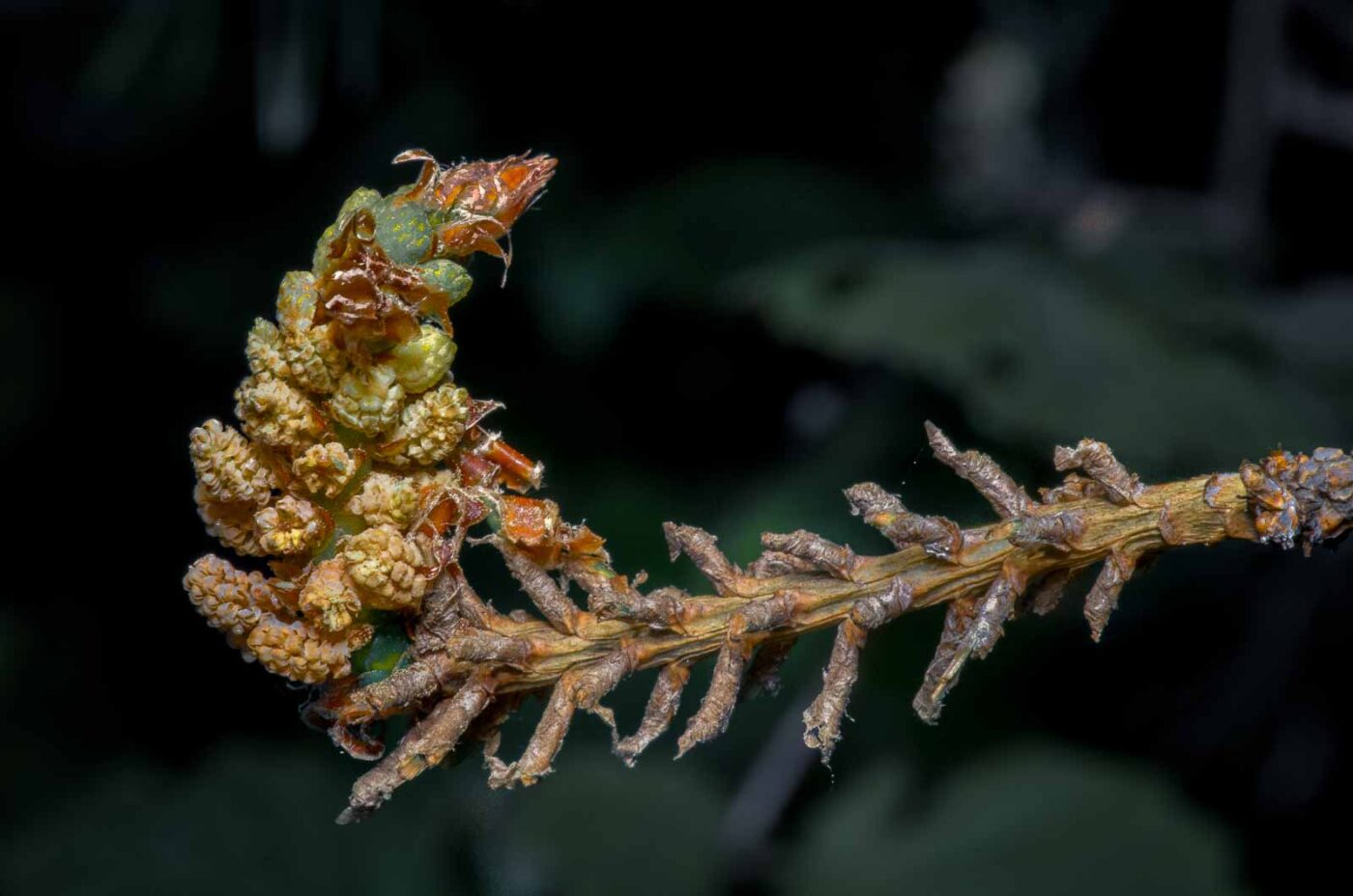 2020-05-07 - NSG Hürfeldhalde Dorsten