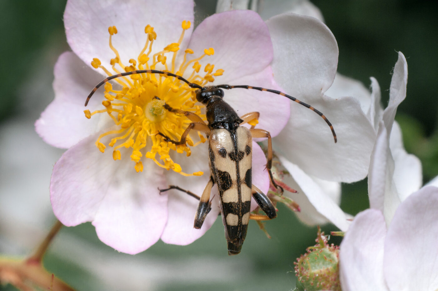 2020-05-21 - NSG Hürfeldhalde Dorsten