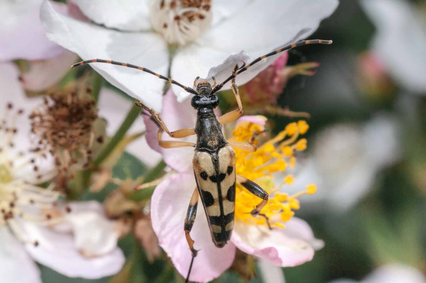 2020-05-21 - NSG Hürfeldhalde Dorsten