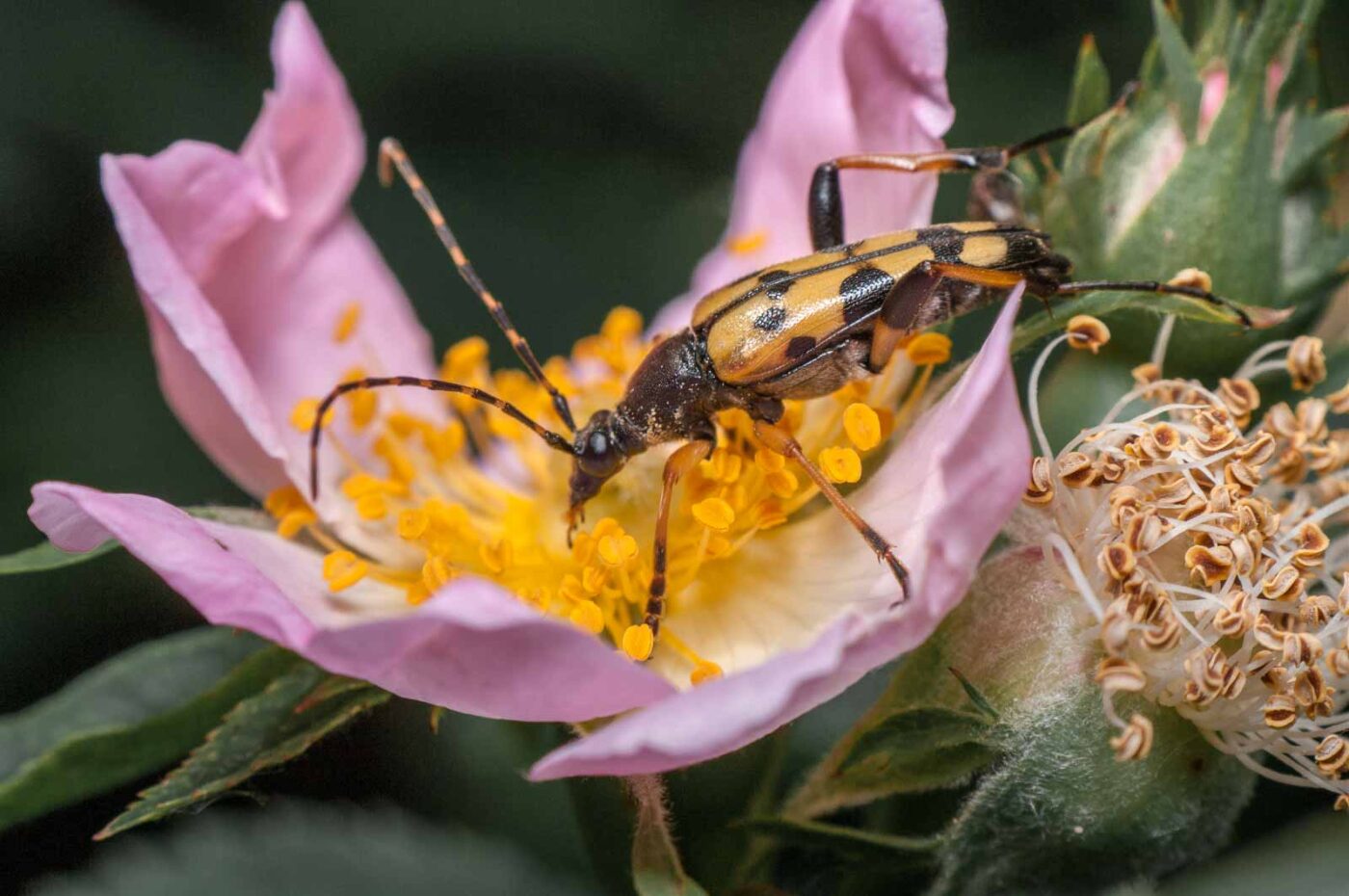 2020-05-21 - NSG Hürfeldhalde Dorsten