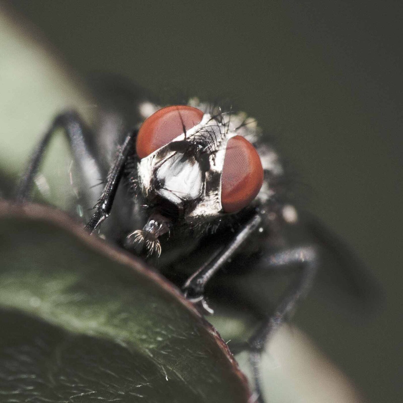 2020-05-21 - NSG Hürfeldhalde Dorsten