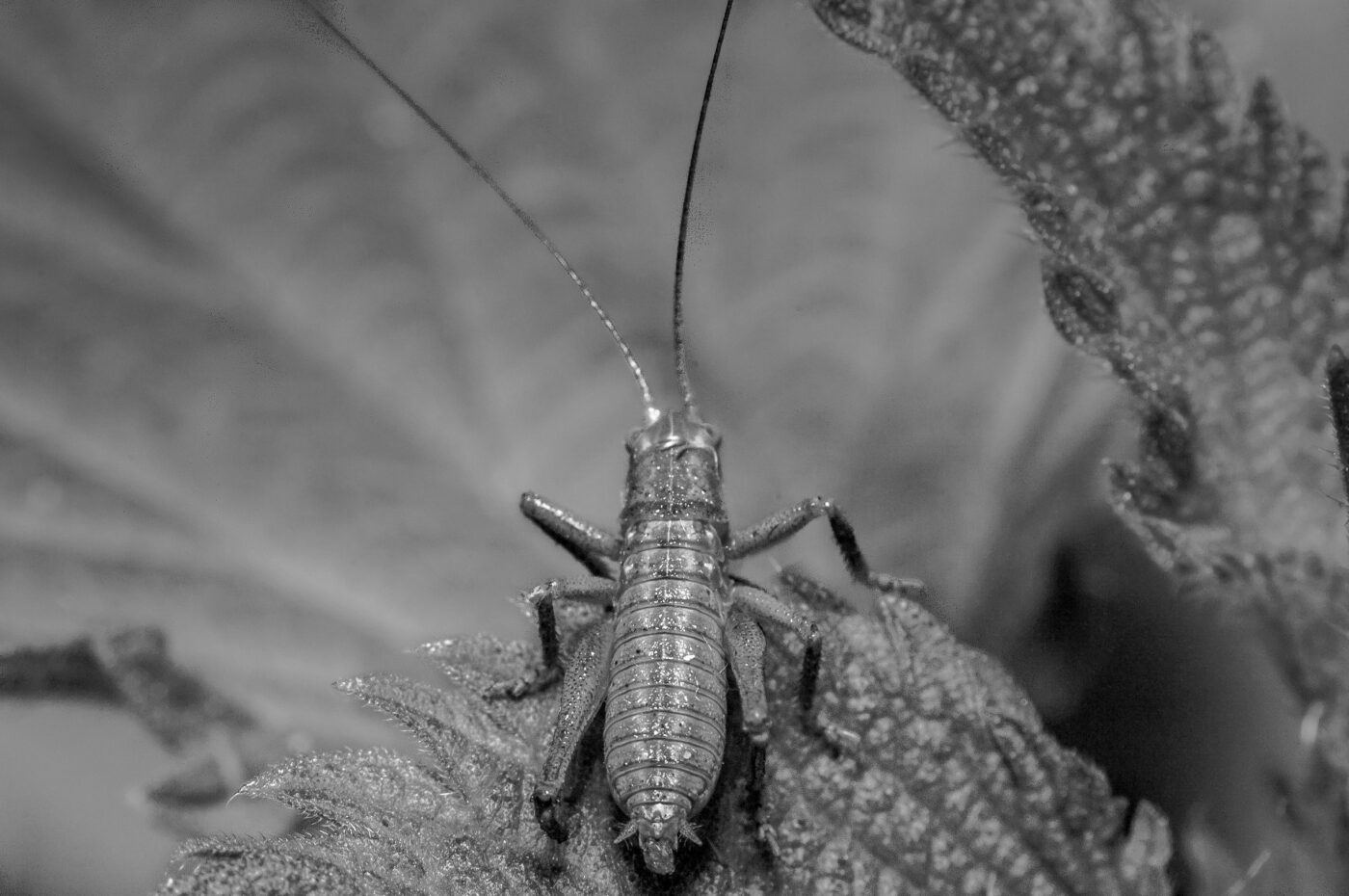 2020-05-21 - NSG Hürfeldhalde Dorsten