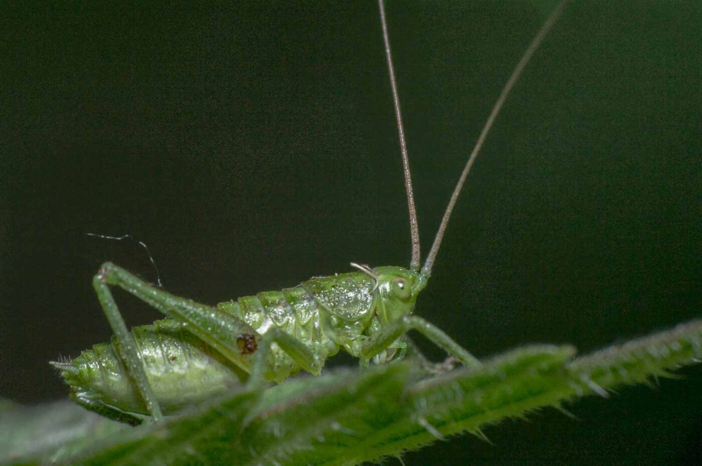 2020-05-21 - NSG Hürfeldhalde Dorsten