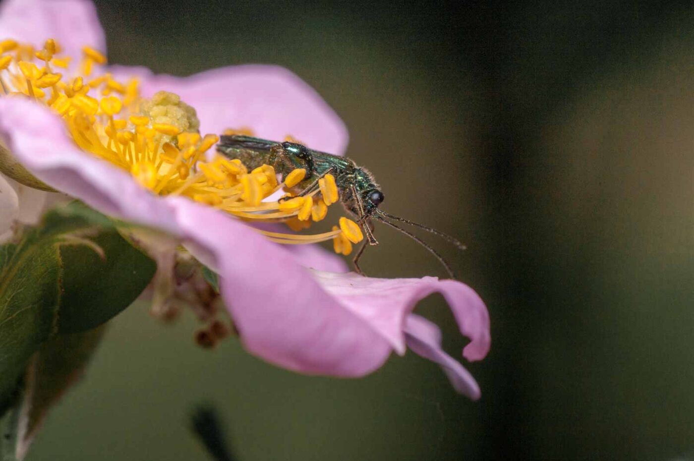 2020-05-21 - NSG Hürfeldhalde Dorsten