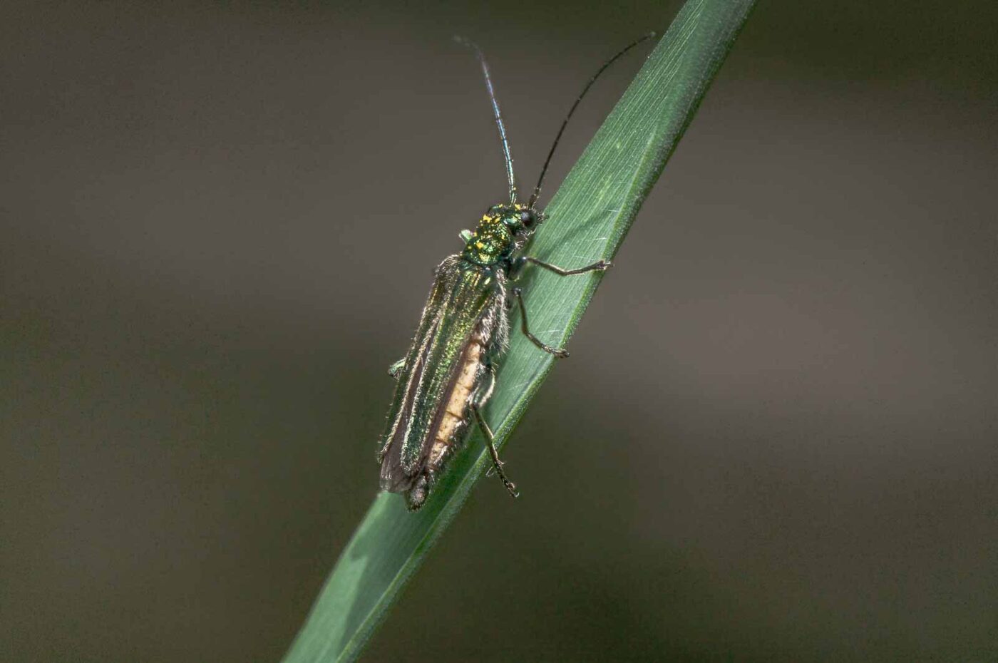 2020-05-21 - NSG Hürfeldhalde Dorsten