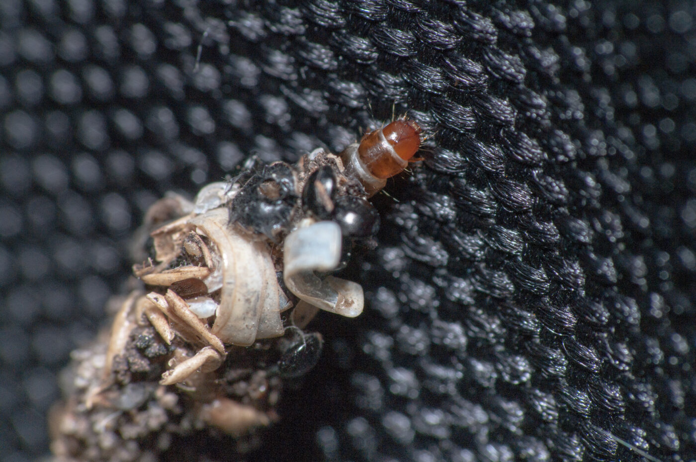 2020-05-21 - NSG Hürfeldhalde Dorsten