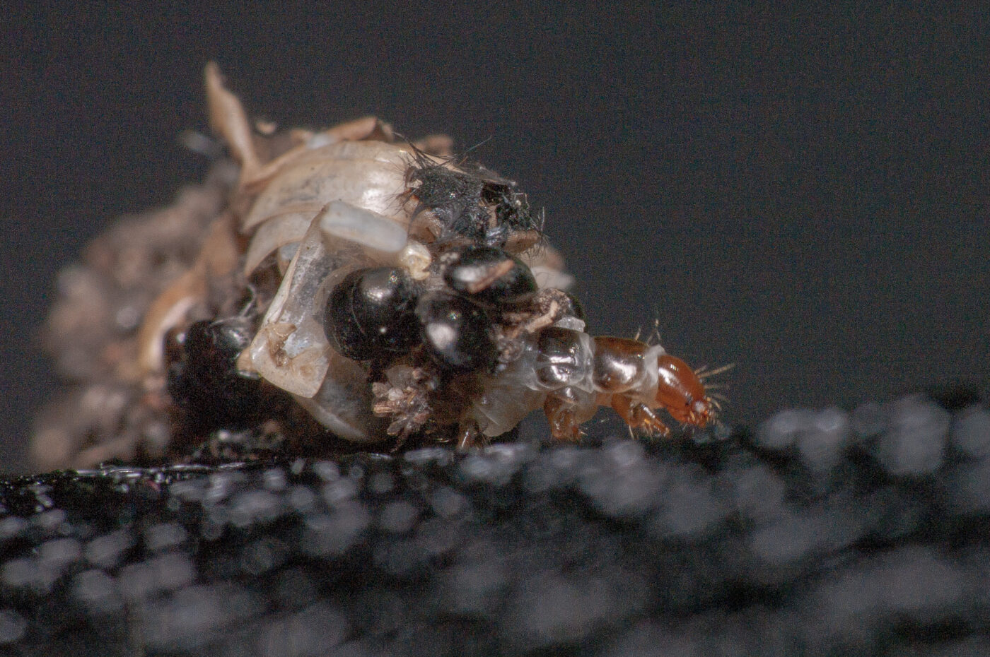 2020-05-21 - NSG Hürfeldhalde Dorsten