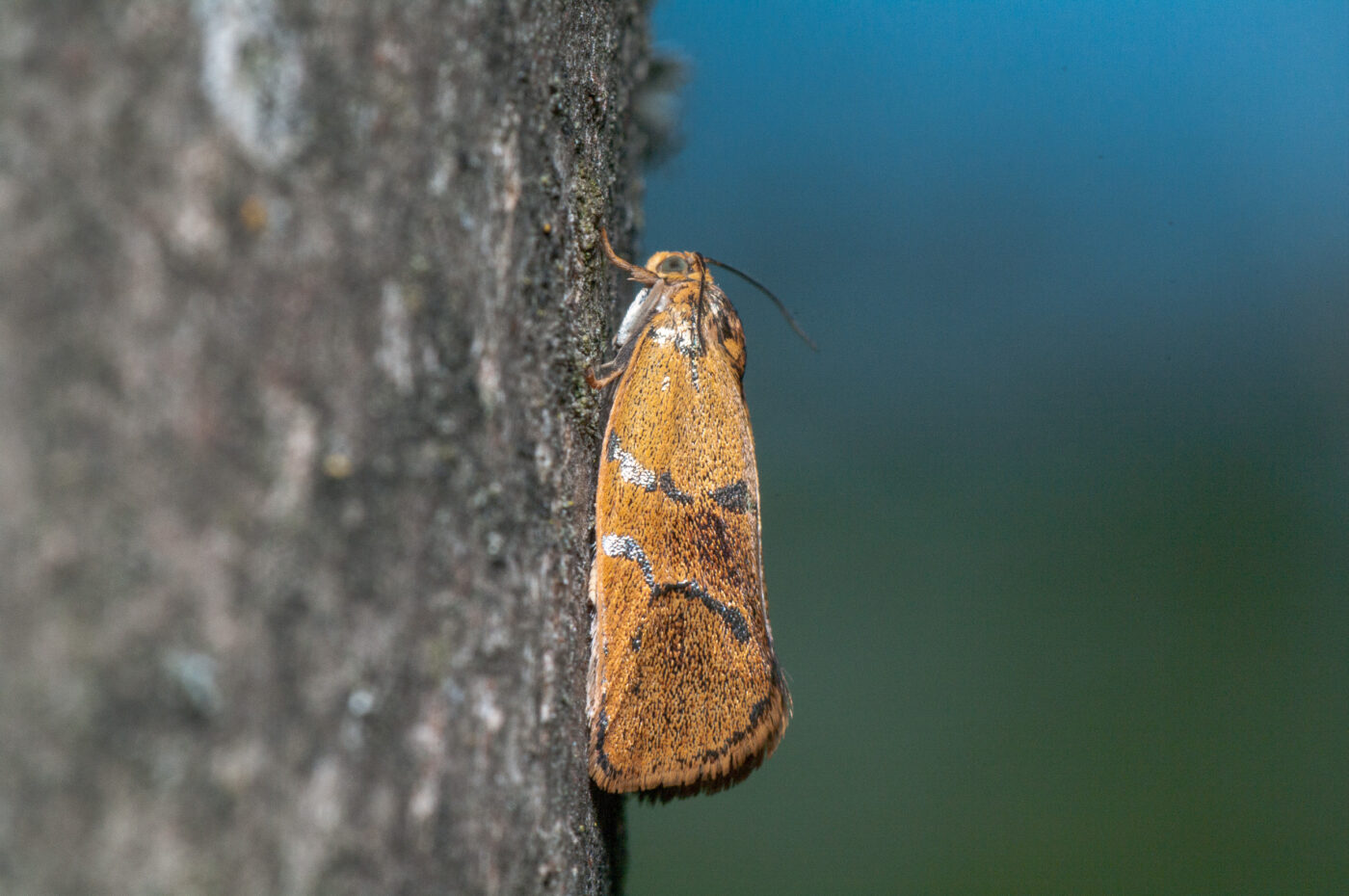 2020-05-21 - NSG Hürfeldhalde Dorsten