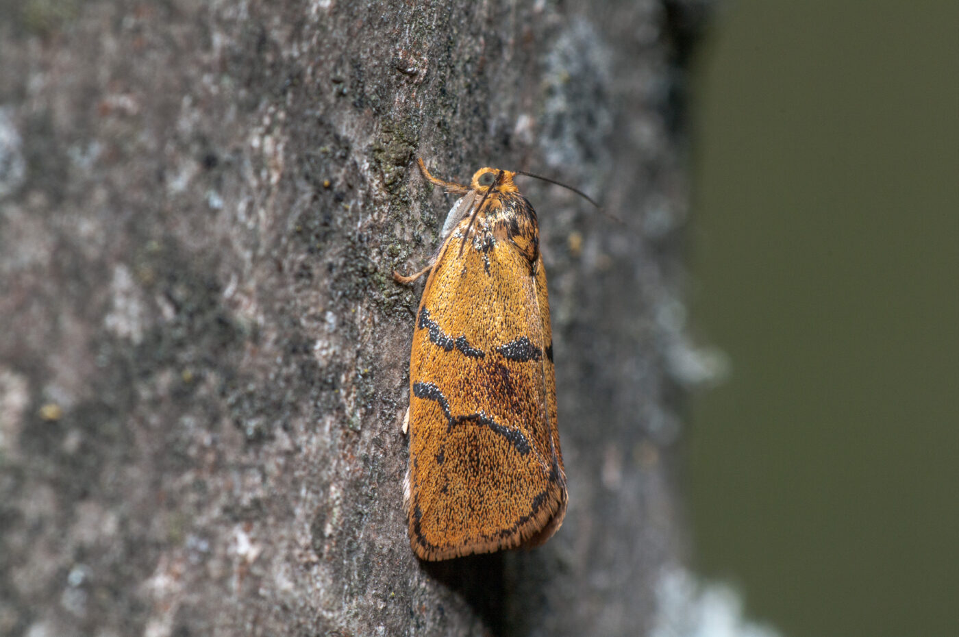 2020-05-21 - NSG Hürfeldhalde Dorsten