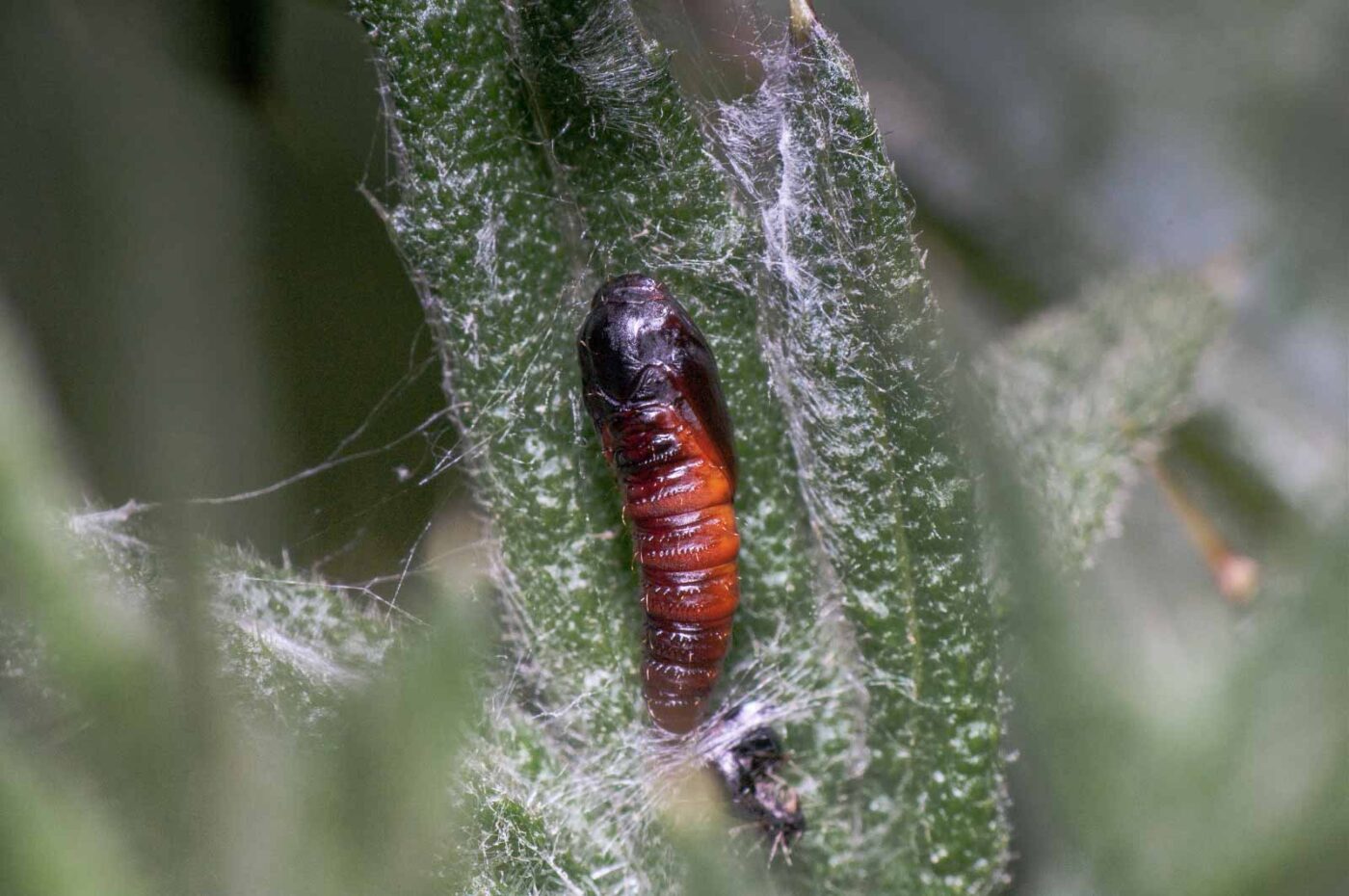 2020-05-21 - NSG Hürfeldhalde Dorsten