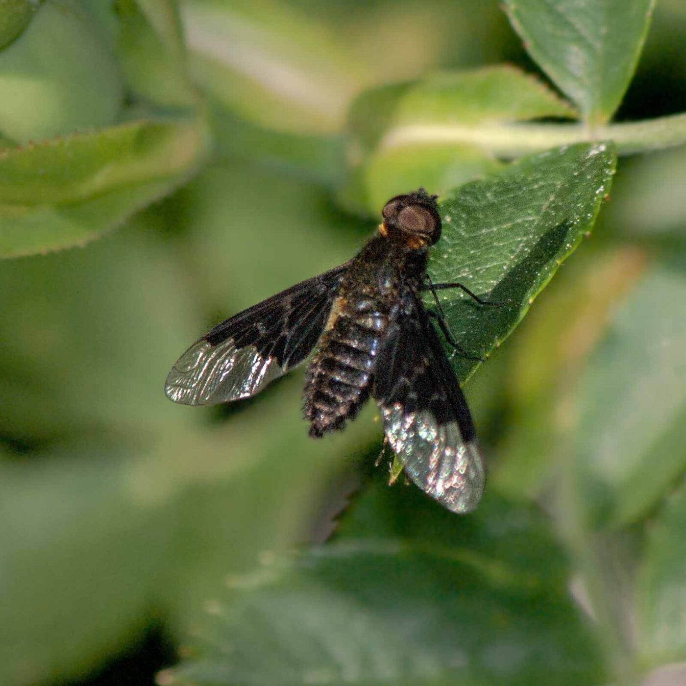 2020-05-21 - NSG Hürfeldhalde Dorsten