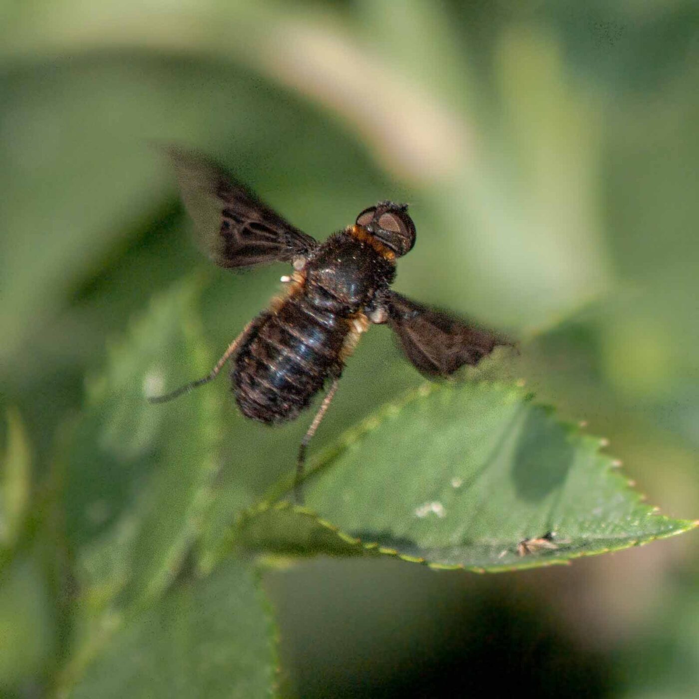 2020-05-21 - NSG Hürfeldhalde Dorsten