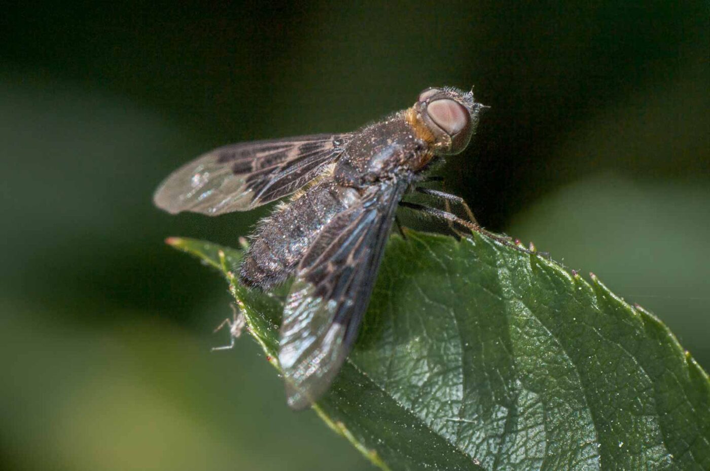 2020-05-21 - NSG Hürfeldhalde Dorsten