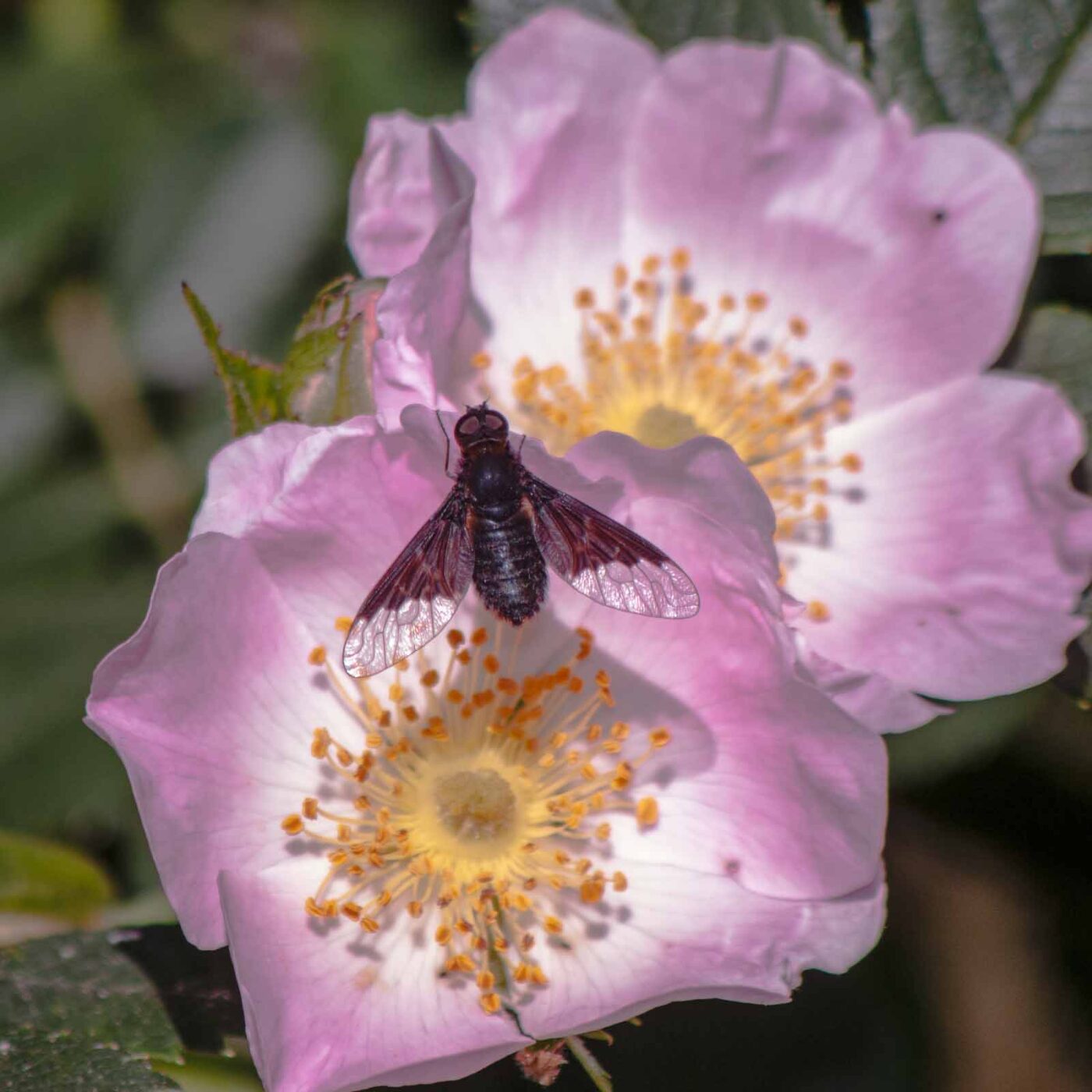 2020-05-21 - NSG Hürfeldhalde Dorsten