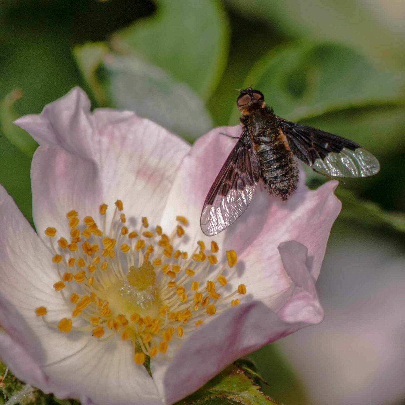 2020-05-21 - NSG Hürfeldhalde Dorsten