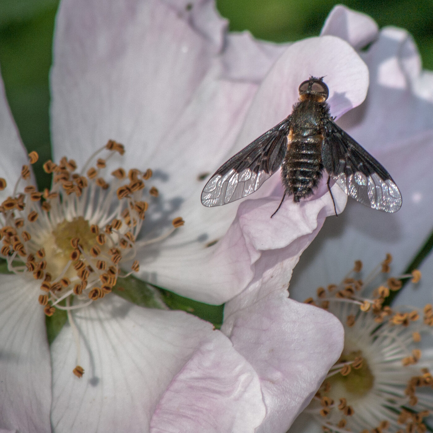 2020-05-21 - NSG Hürfeldhalde Dorsten