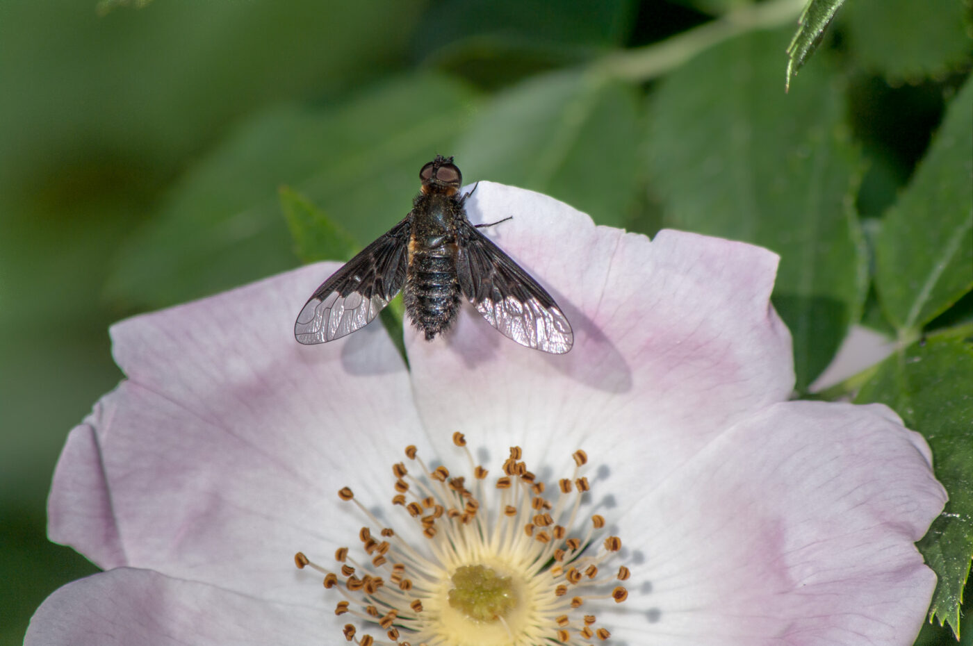 2020-05-21 - NSG Hürfeldhalde Dorsten