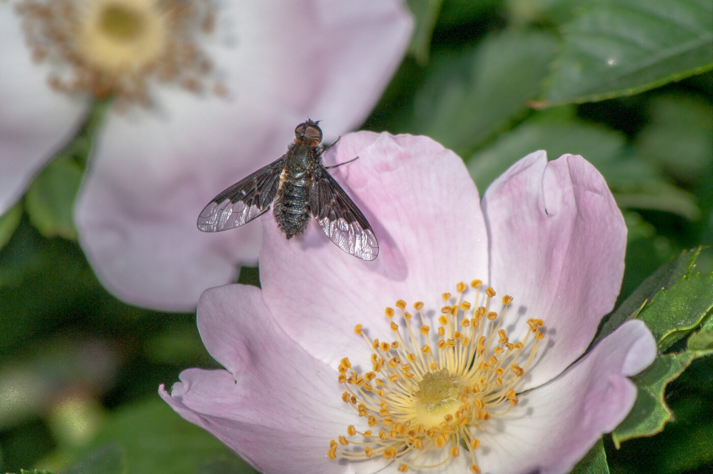 2020-05-21 - NSG Hürfeldhalde Dorsten