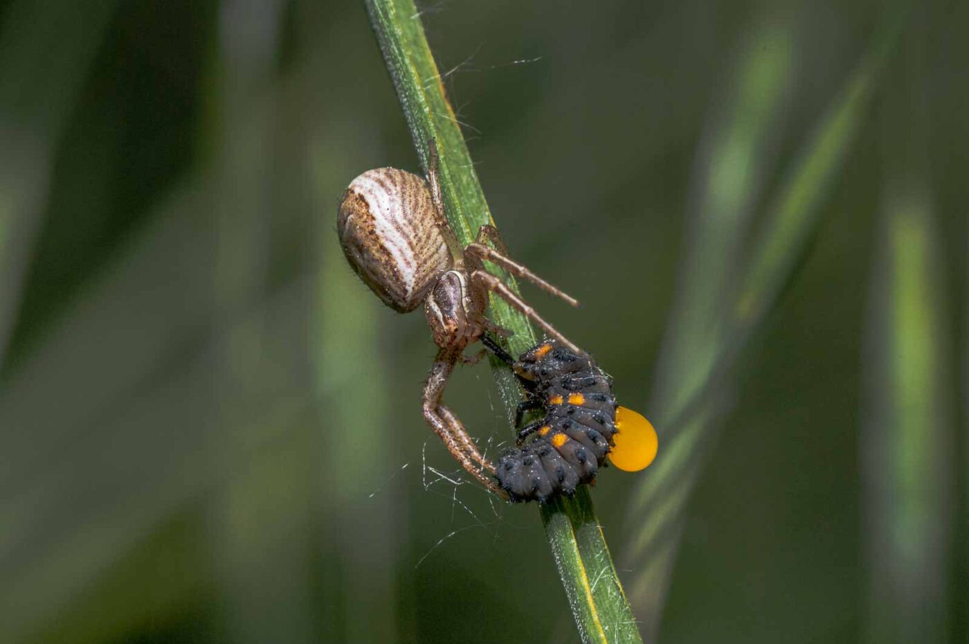 2020-05-21 - NSG Hürfeldhalde Dorsten