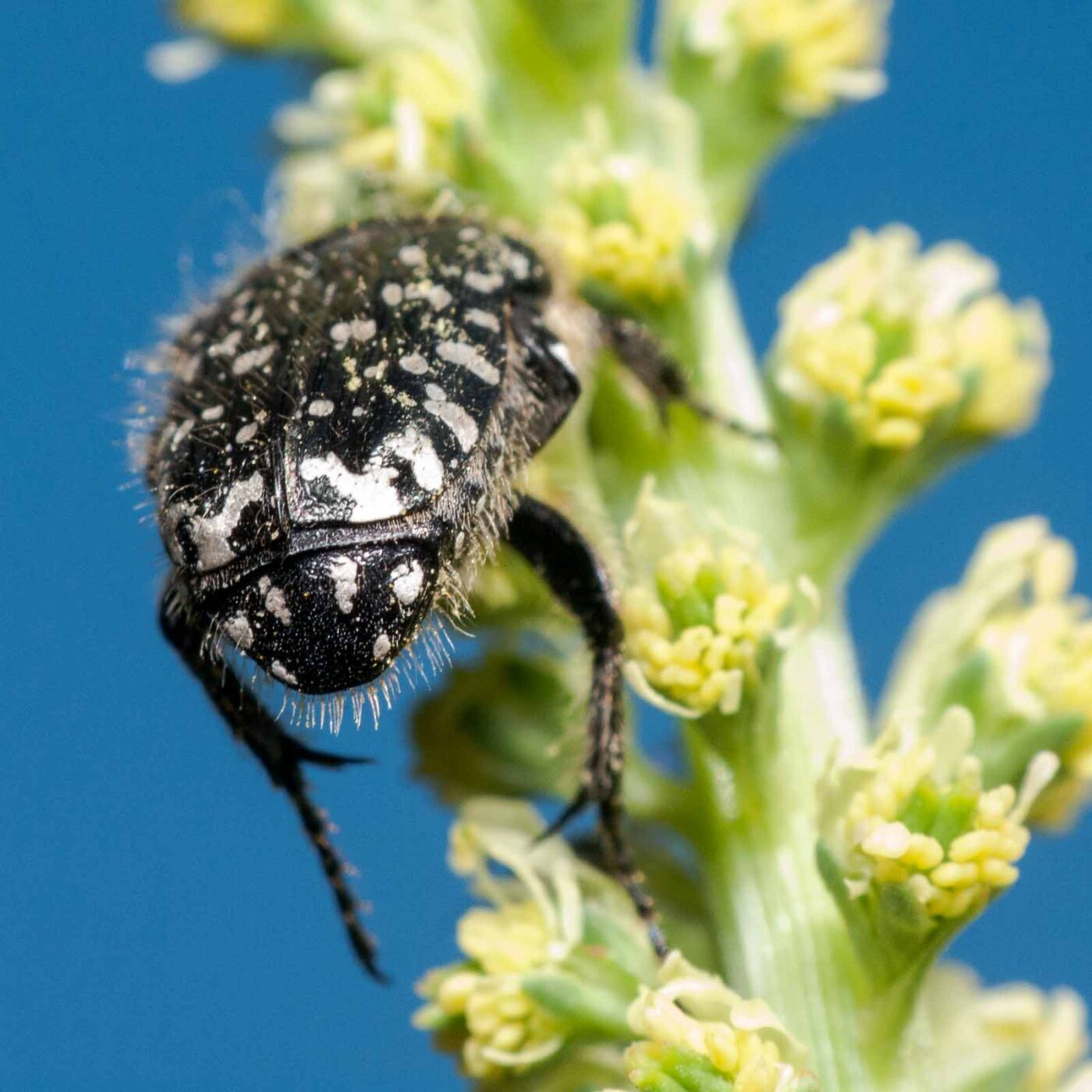 2020-05-21 - NSG Hürfeldhalde Dorsten