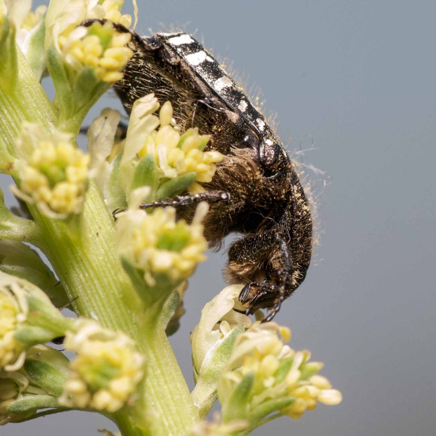2020-05-21 - NSG Hürfeldhalde Dorsten